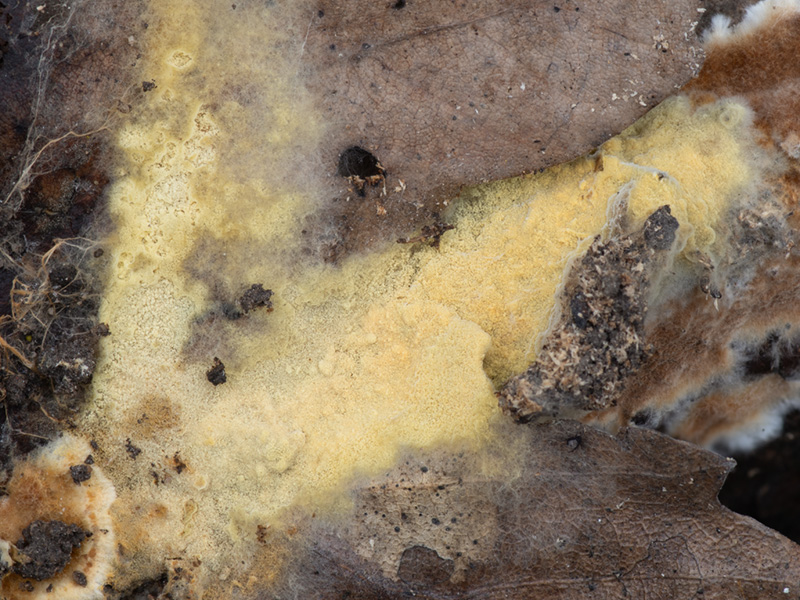 Tomentellopsis pulchella